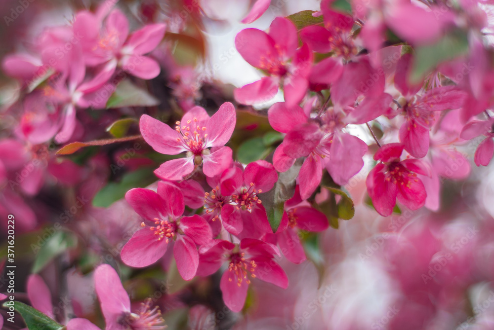 blooming of paradise apple trees in spring in the park blooming of paradise apple trees in spring in the park