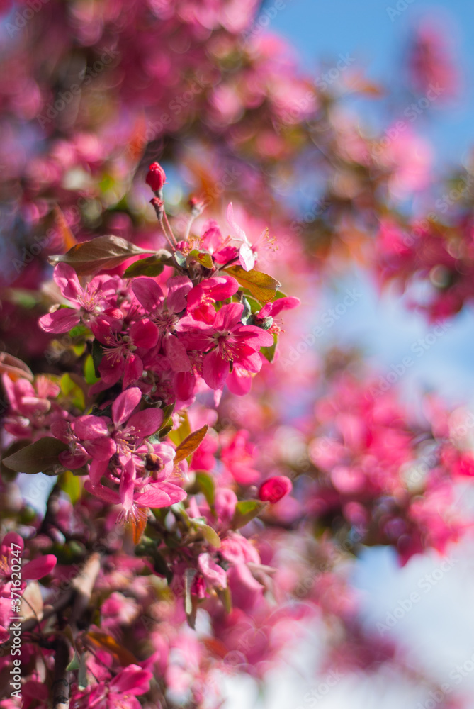 blooming of paradise apple trees in spring in the park blooming of paradise apple trees in spring in the park
