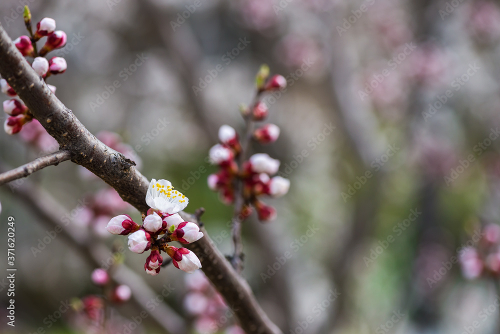 Nice white apricot spring flowers branch on blue sky background Nice white apricot spring flowers branch on blue sky background