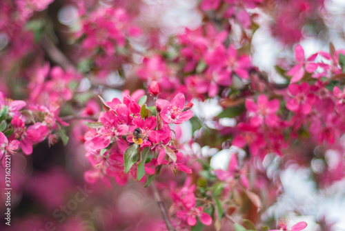 blooming of paradise apple trees in spring in the park