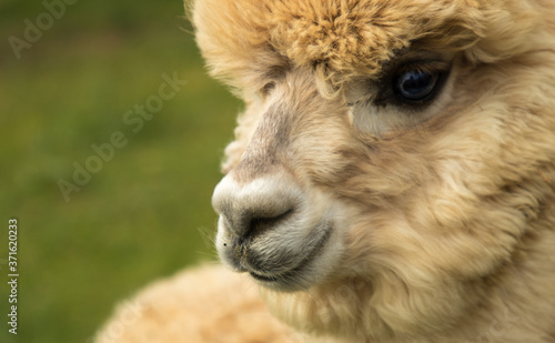 Close up of cute alpaca's head