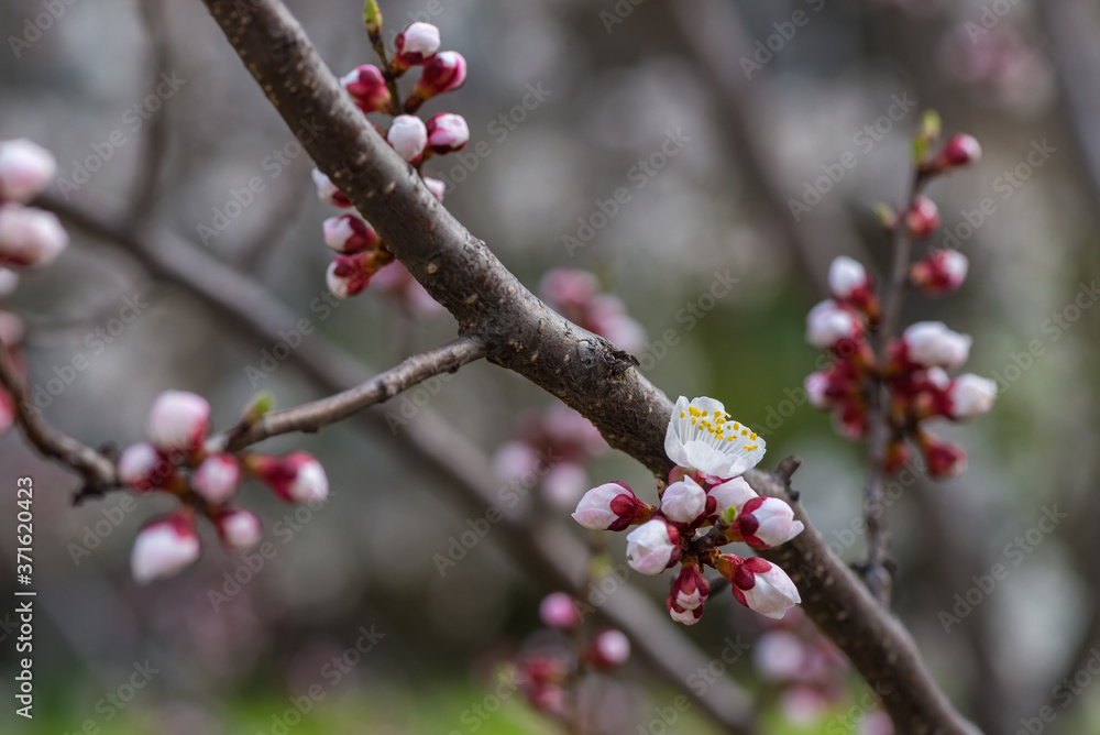 Nice white apricot spring flowers branch on blue sky background Nice white apricot spring flowers branch on blue sky background