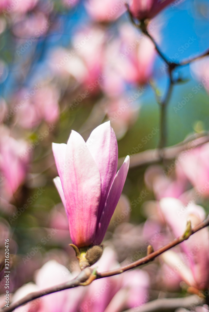 spring flowering magnolias in the park and in the garden spring flowering magnolias in the park and in the garden