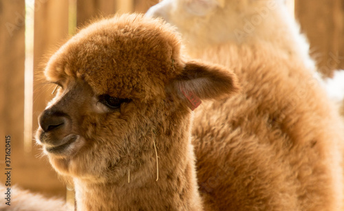 a brown or beige alpaca head