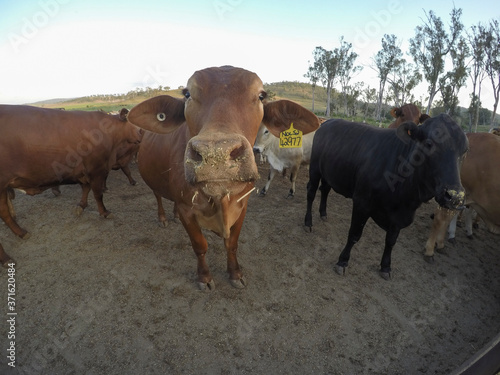 Cattle station in Goomeri in the Gympie Region of Queensland - Australia. 