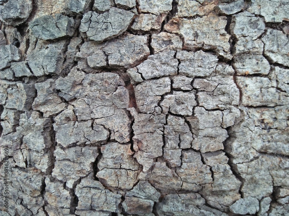 Real Thick Bark Wood Tree Texture, Rough Surface Pattern, Bark Of Tree, Background, Shallow depth of field Real Thick Bark Wood Tree Texture, Rough Surface Pattern, Bark Of Tree, Background, Shallow depth of field