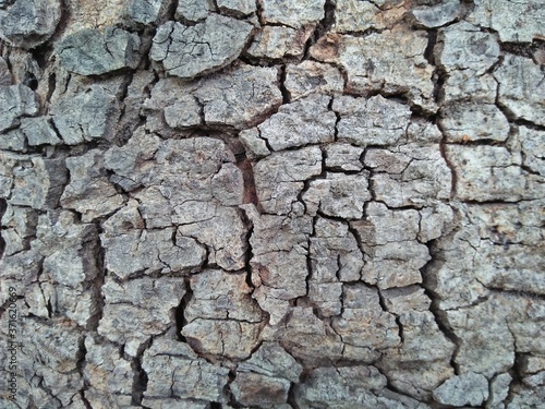 Real Thick Bark Wood Tree Texture, Rough Surface Pattern, Bark Of Tree, Background, Shallow depth of field