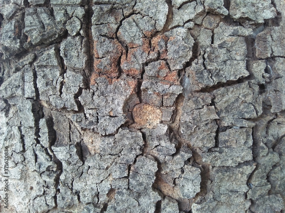Real Thick Bark Wood Tree Texture, Rough Surface Pattern, Bark Of Tree, Background, Shallow depth of field, Close-up photo Real Thick Bark Wood Tree Texture, Rough Surface Pattern, Bark Of Tree, Background, Shallow depth of field, Close-up photo
