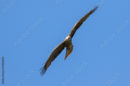 Red kite  scientific name Milvus milvus  in flight