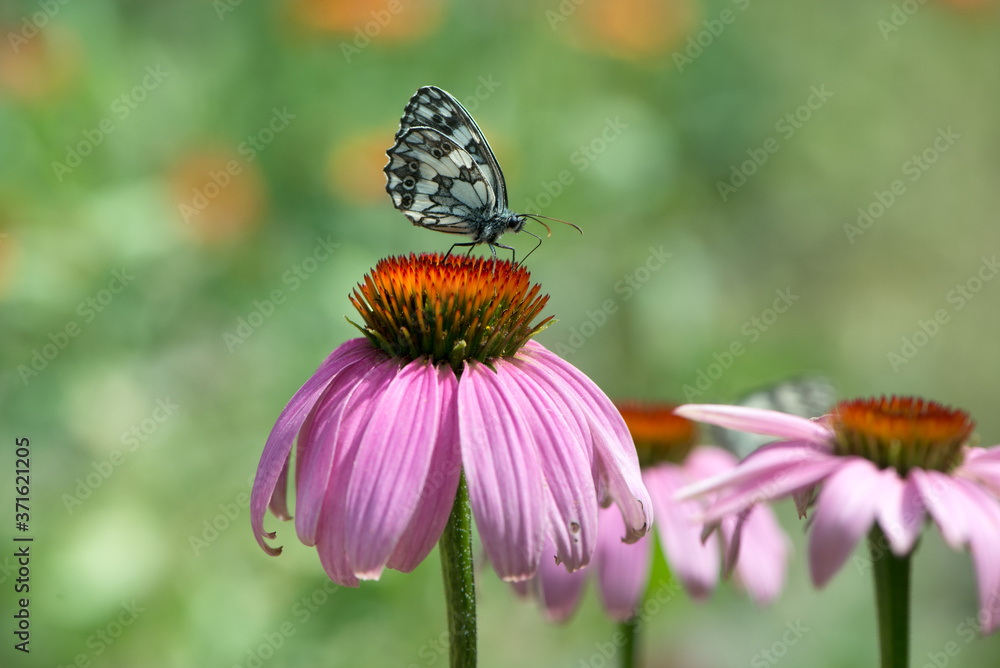 Beautiful butterfly Melanargy Galatea  on echinacea flowers on a summer day in the garden