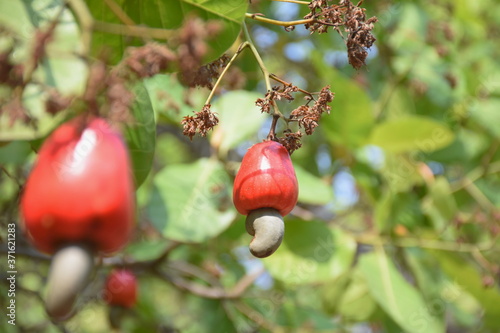 Freshness ripe red Cashew nut fruits growing on a tree in tropical garden