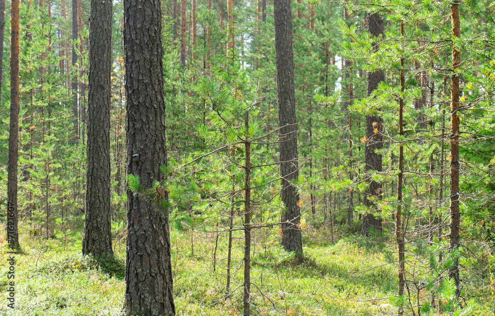 Naklejka premium Green wild forest nature. Beautiful green rain forest. Pine forest. Natural environment. Pine trees in nature. Branches and trees.