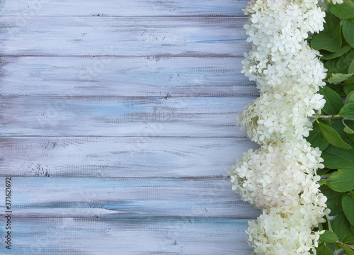 Hydrangea flowers, lie on a wooden photo background, aged boards, white with turquoise, rustic style, provence, top view