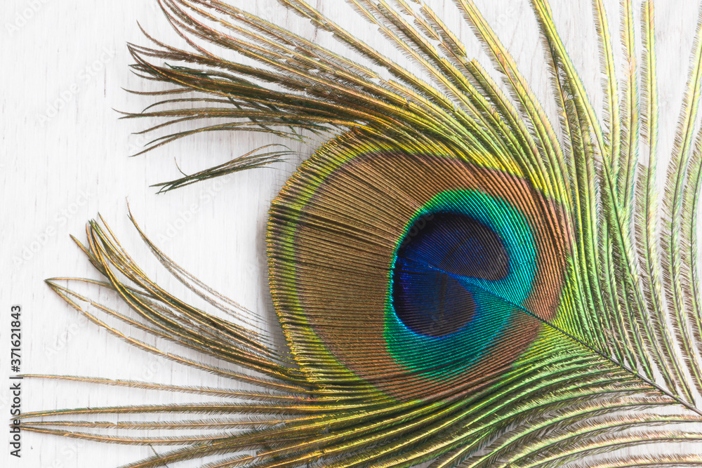 Obraz premium Plumas de pavo real con fondo claro