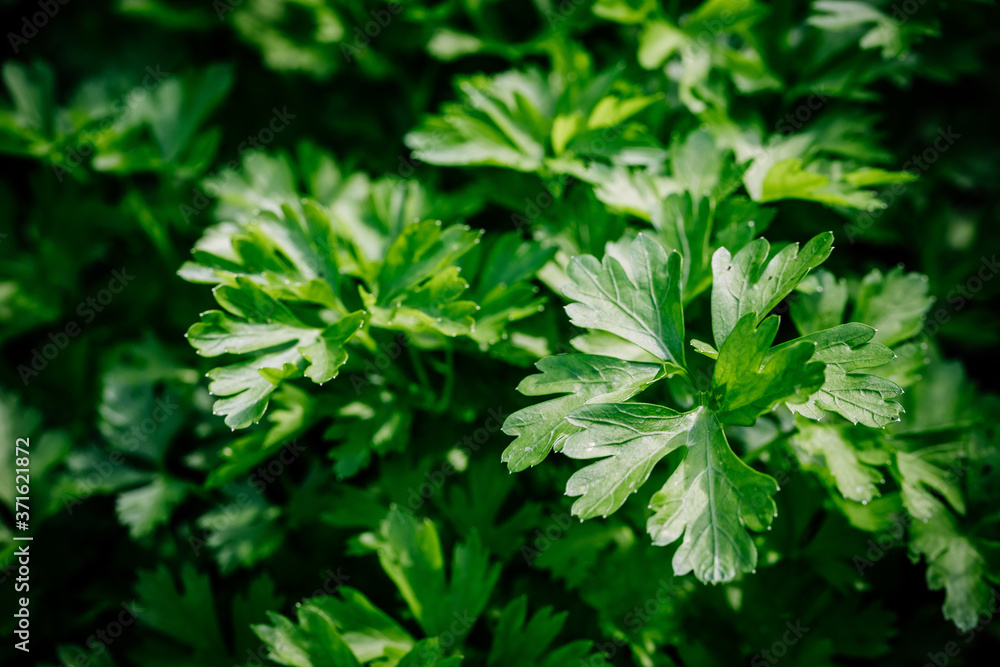 Fresh green organic parsley or chervil branches and leaves in a garden. Summer background. Fresh green organic parsley or chervil branches and leaves in a garden. Summer background.