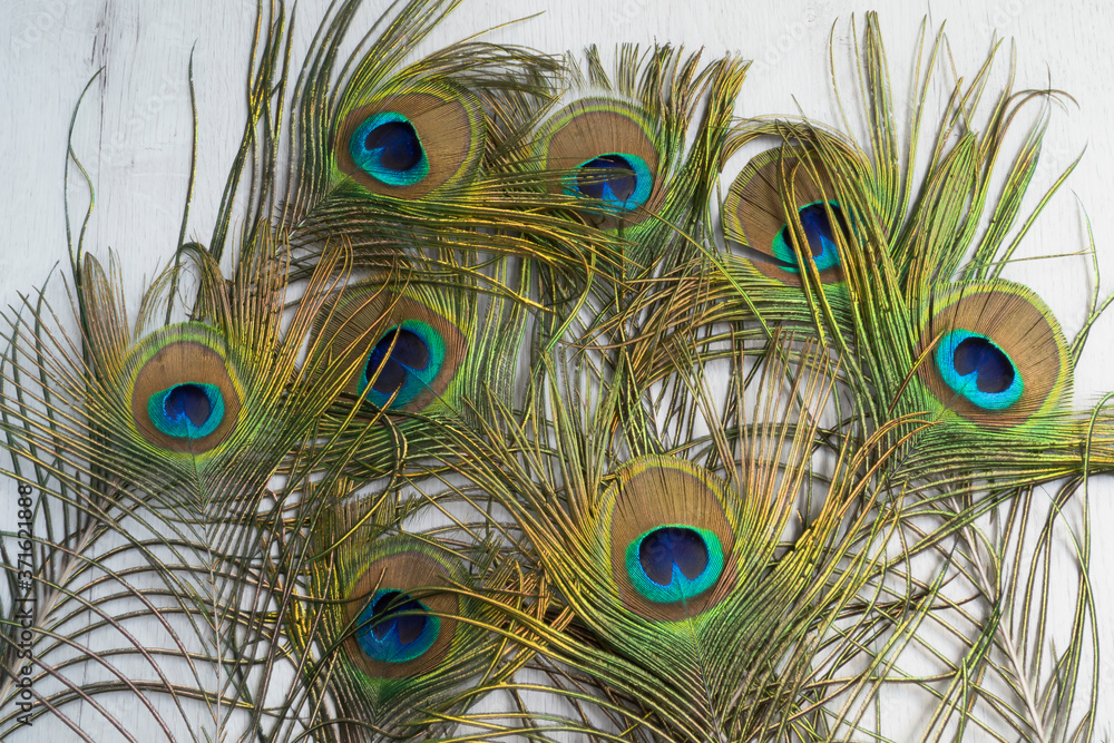 Fototapeta premium Plumas de pavo real con fondo claro