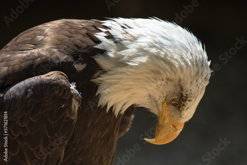 Closeup of an American Bald Eagle (scientific name Haliaeetus leucocephalus) photo