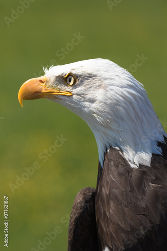 Closeup of an American Bald Eagle  scientific name Haliaeetus leucocephalus 