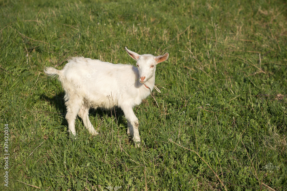 A small white goat grazing in the meadow. Green grass all around. A small white goat grazing in the meadow. Green grass all around.