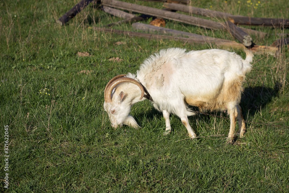Obraz premium White goat grazes in the meadow. Green grass all around.
