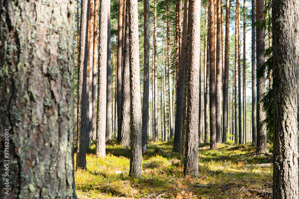 Green wild forest nature. Beautiful green rain forest. Pine forest. Natural environment. Pine trees in nature. Branches and trees. Green wild forest nature. Beautiful green rain forest. Pine forest. Natural environment. Pine trees in nature. Branches and trees.
