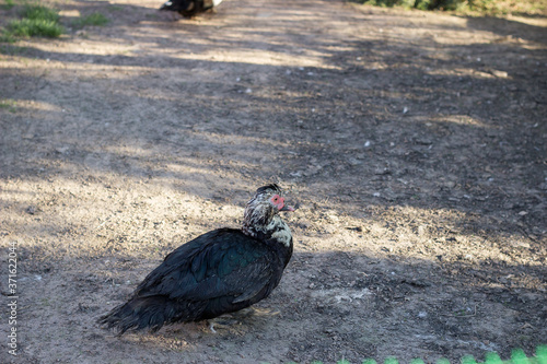 Muscovy duck roaming on the grass.
