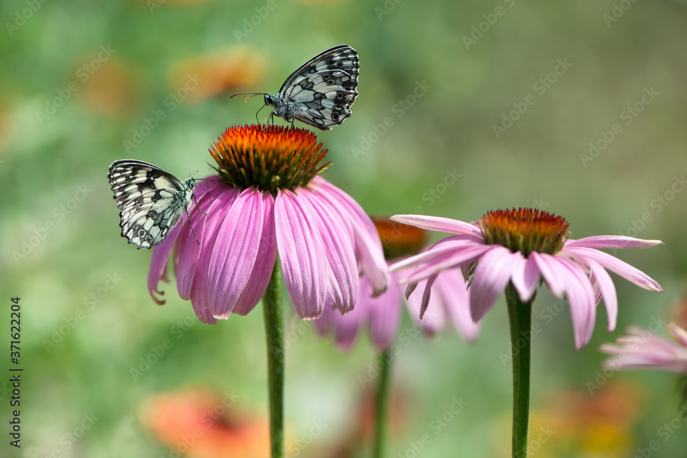 Beautiful butterfly Melanargy Galatea  on echinacea flowers on a summer day in the garden