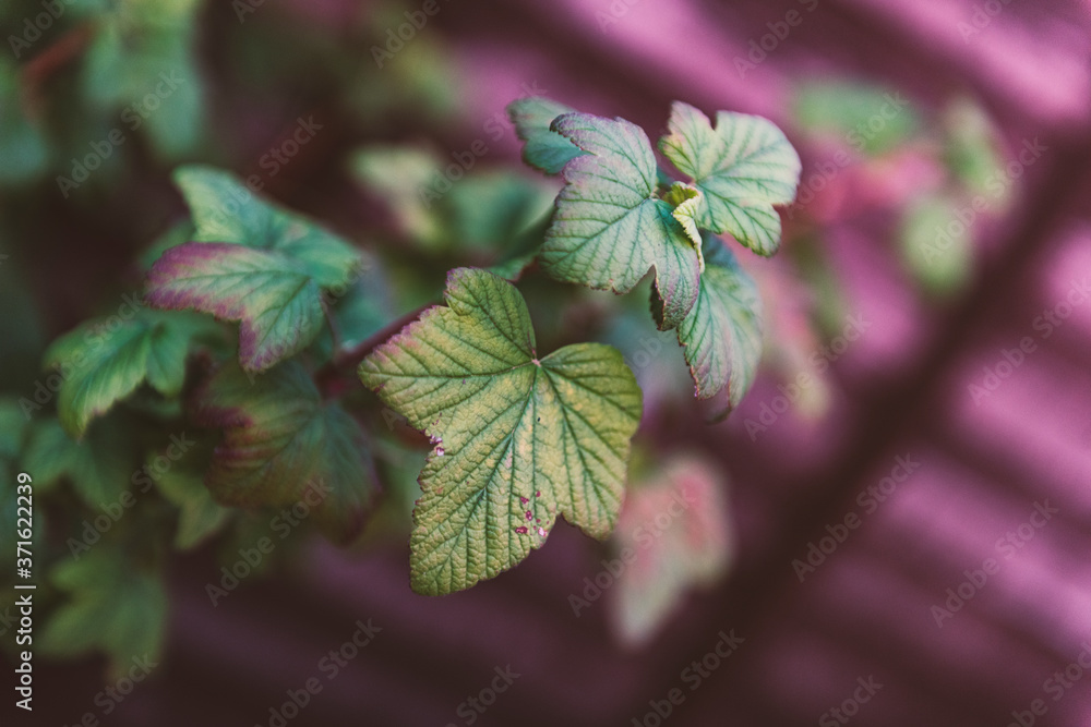 Leaves with Bokeh Background Leaves with Bokeh Background