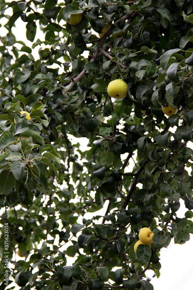 Ripe pears on a cloudy summer day. Ripe pears on a cloudy summer day.