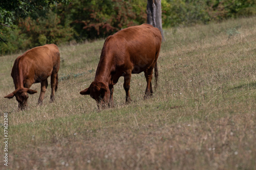 Kühe auf der vertrockneten Weide im Allgäu