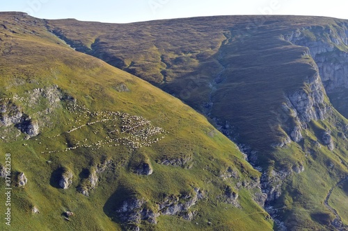 flock of sheep climbing the mountain in the morning