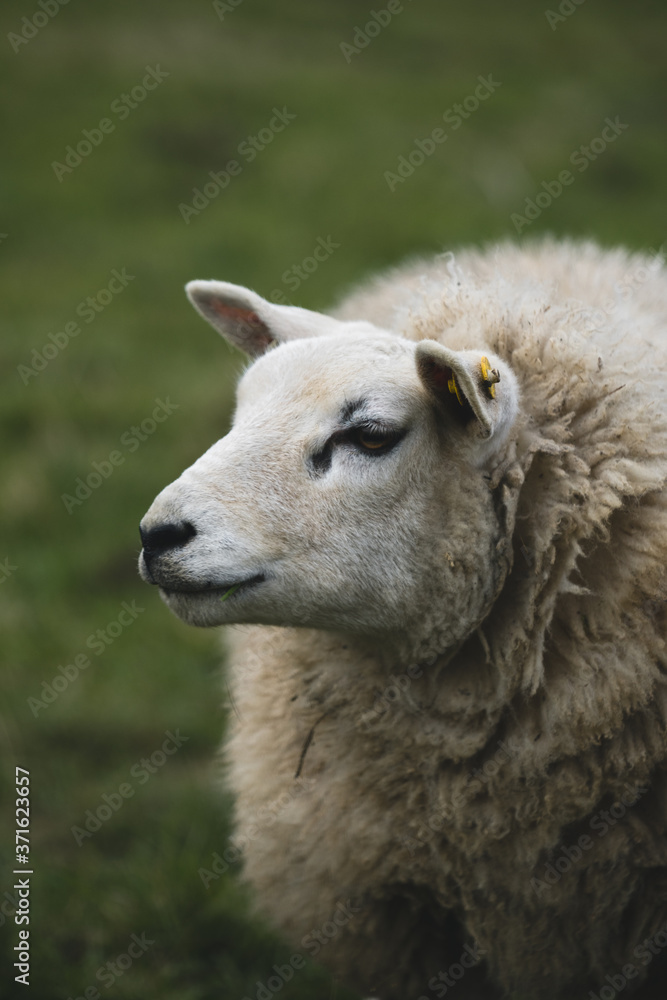 Fototapeta premium Sheep
