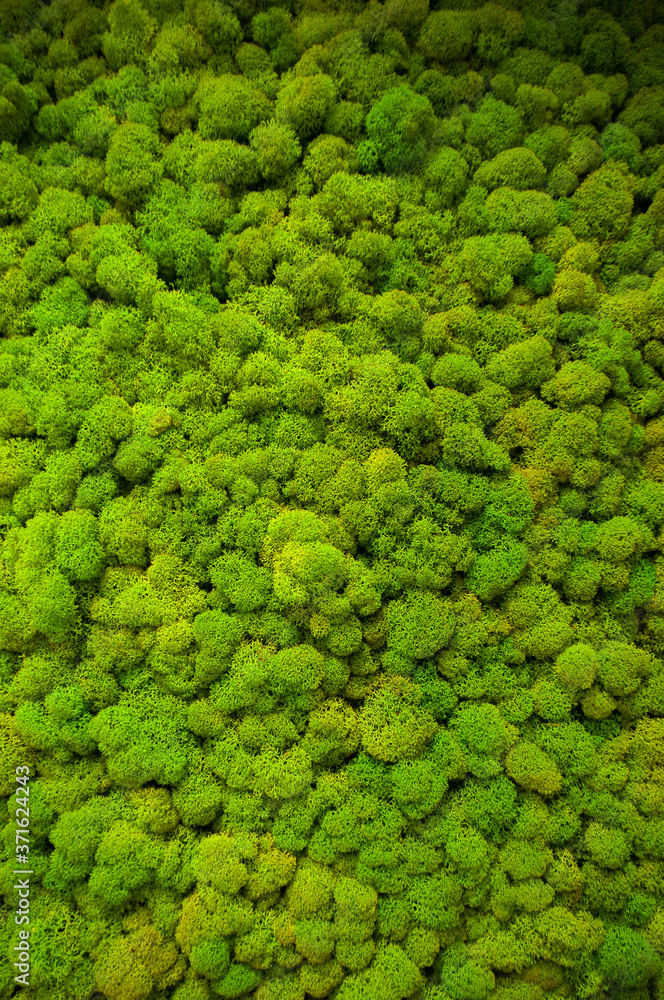 seamless texture of green moss close-up, vertical image