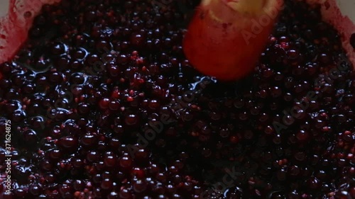 black currants to make jam.