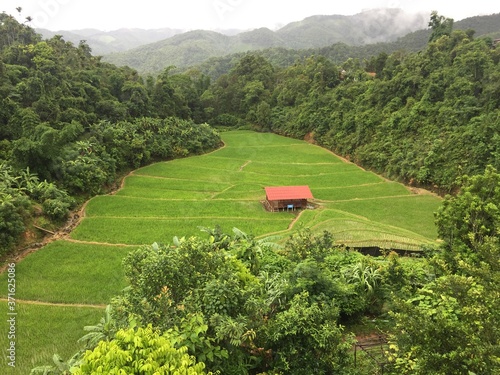 Green rice field  in raining seson