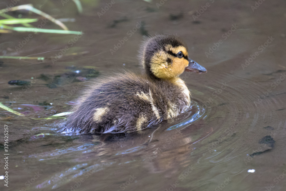 Mallard Duckling (latin name Anas platyrhynchos) Mallard Duckling (latin name Anas platyrhynchos)