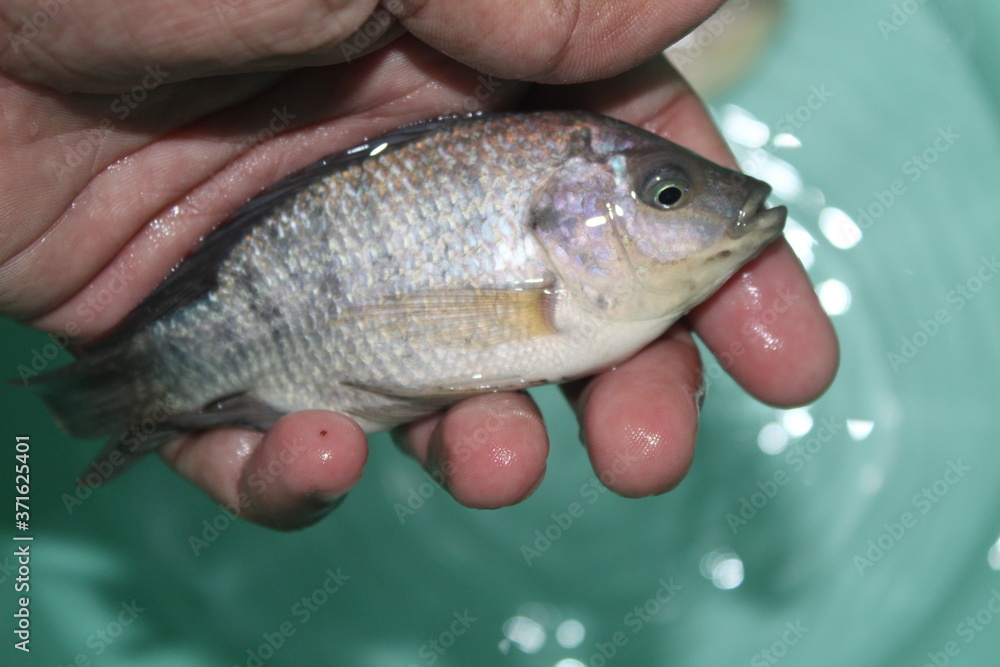 Tilapia fish in hand GIFT tilapia fish farming hybrid tilapia culture