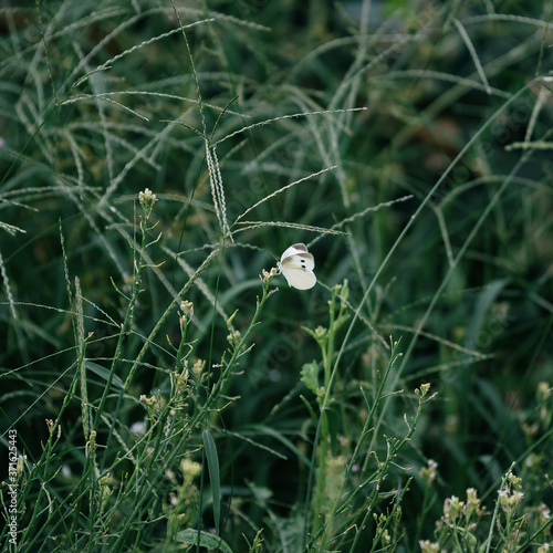 green grass in the garden