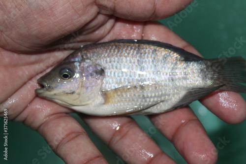 Fototapeta Naklejka Na Ścianę i Meble -  Tilapia fish in hand GIFT tilapia fish farming hybrid tilapia culture by pisciculture farmers