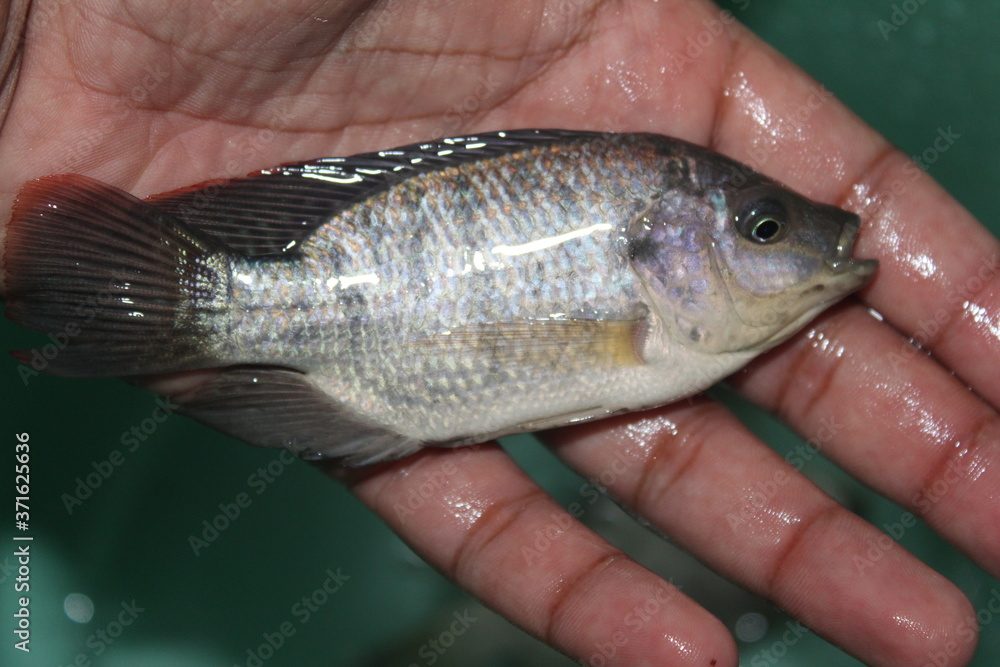 Tilapia fish in hand GIFT tilapia fish farming hybrid tilapia culture