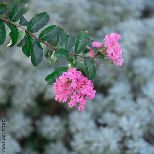 Crepe-myrtle blossom
