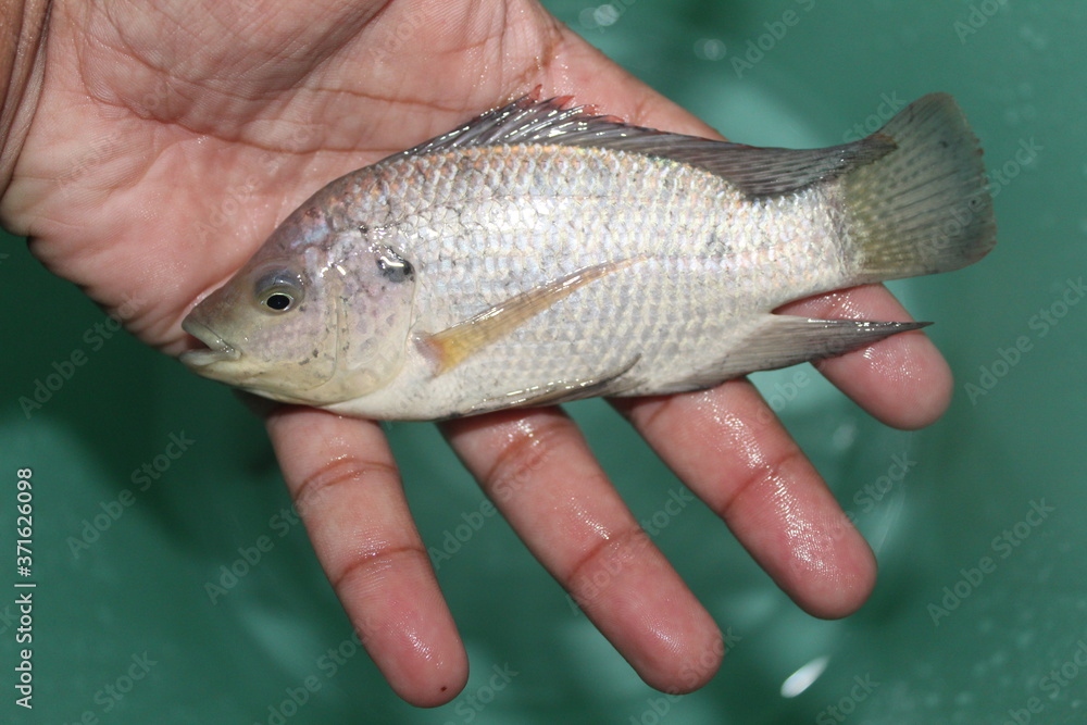 Tilapia fish in hand GIFT tilapia fish farming hybrid tilapia culture