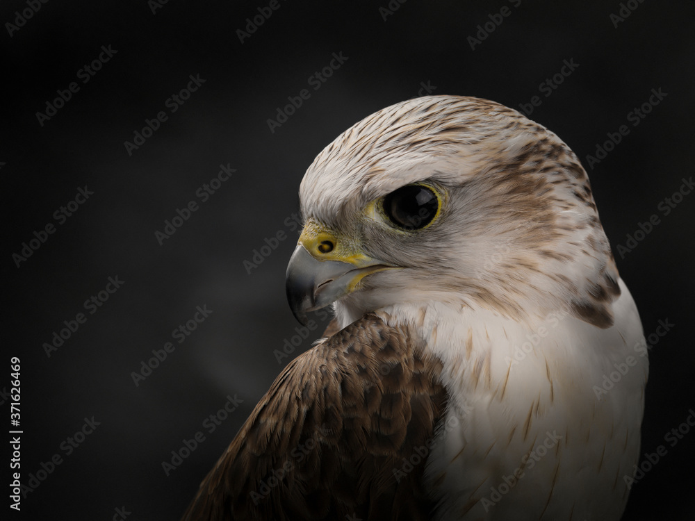 Saker falcon portrait. Close-up of the muzzle of a Saker Falcon. Saker falcon portrait. Close-up of the muzzle of a Saker Falcon.