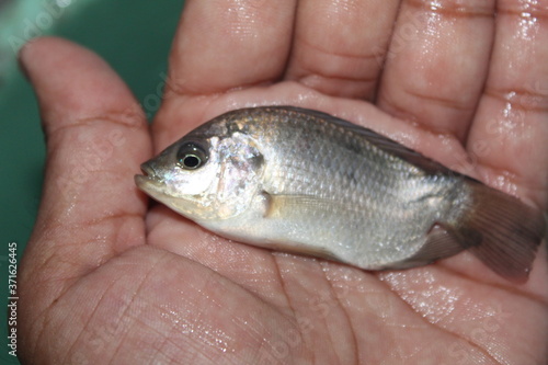 Tilapia fish in hand GIFT tilapia fish farming hybrid tilapia culture by pisciculture farmers