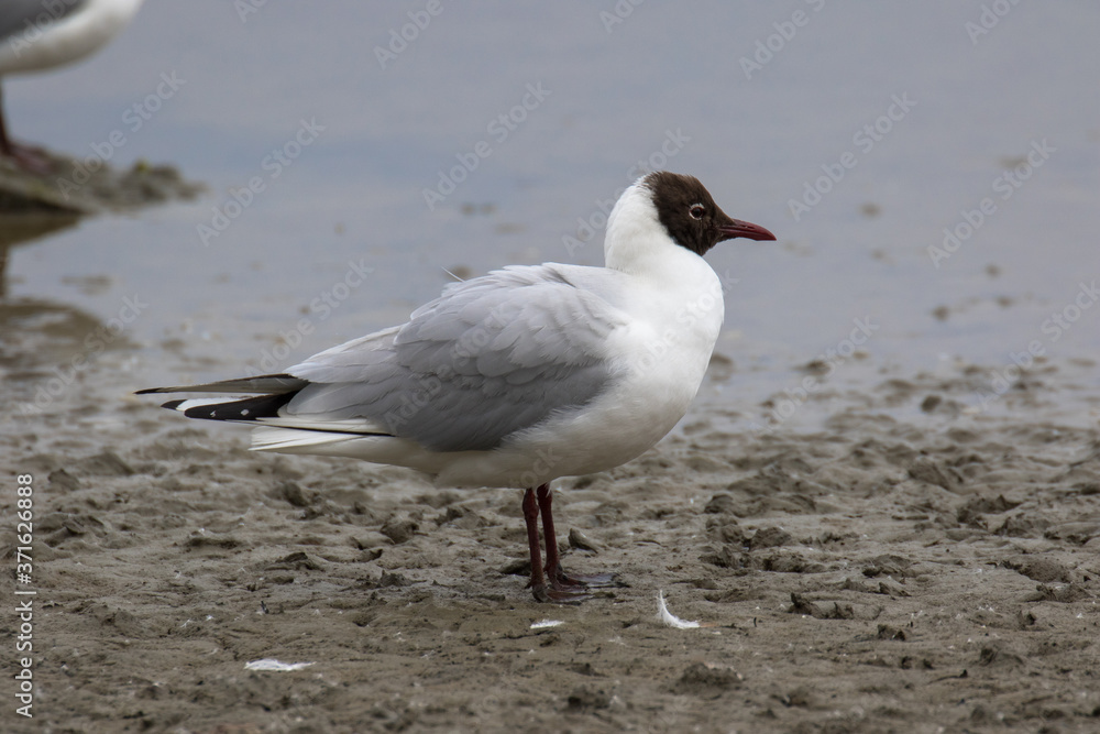 Black-headed gull (Latin name Larus ridibundus) in flight Black-headed gull (Latin name Larus ridibundus) in flight