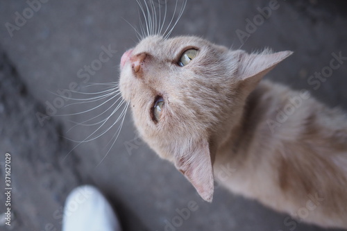Top view of Thai cat (Head shot)
