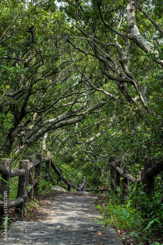 日の入る木々の道