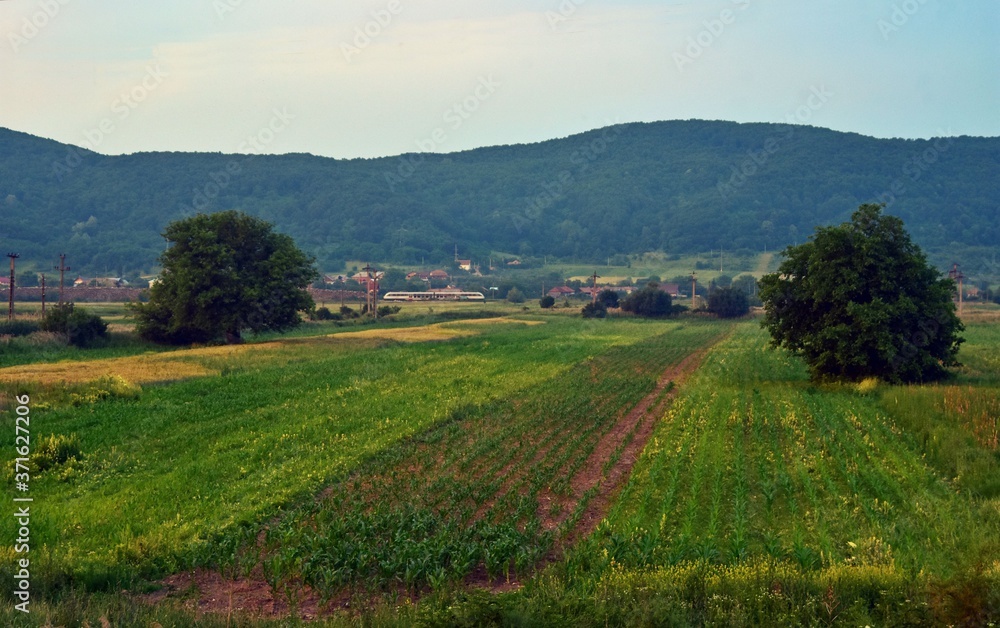 land cultivated with cereals in the summer season