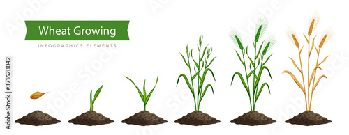 Wheat Growth Stages
