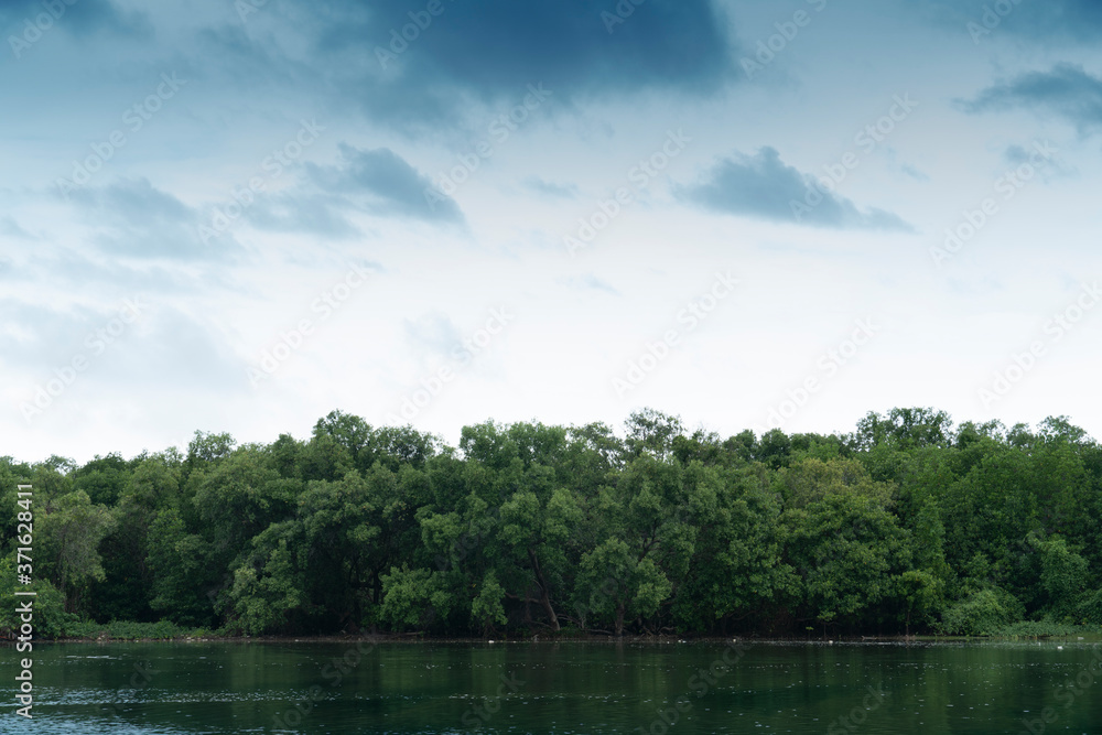 Mangrove landscape along the river. Nature study attractions. At Pak Nam Rayong Thailand. Mangrove landscape along the river. Nature study attractions. At Pak Nam Rayong Thailand.